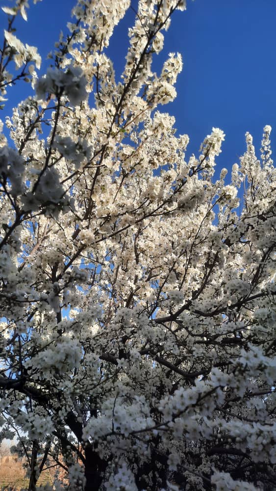 فروش نهال پیوندی و صنوبر کرال در میاندوآب